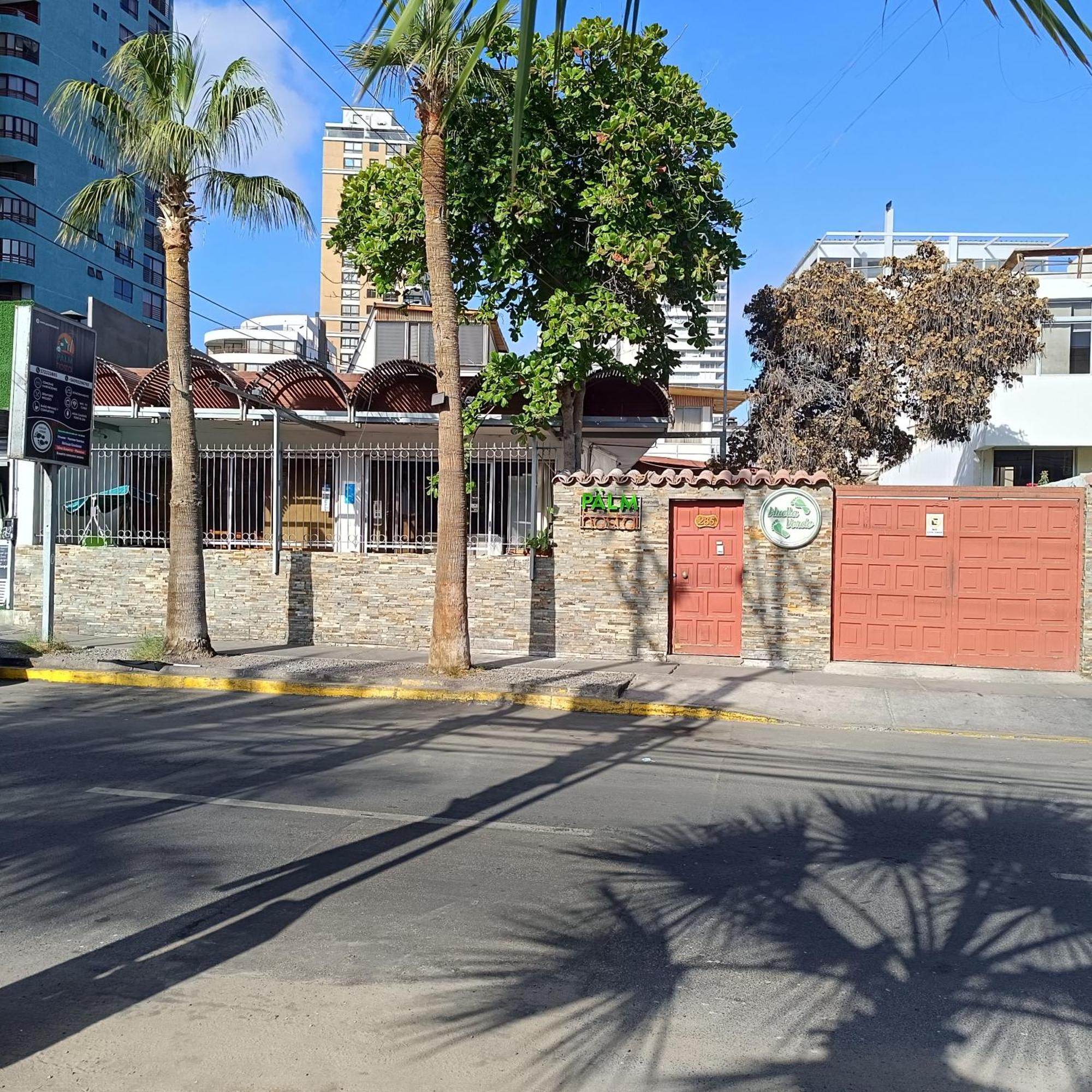 Palm 2* Iquique